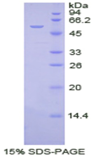 Recombinant Netrin 1 (Ntn1)