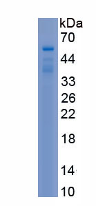 Recombinant Netrin 1 (Ntn1)