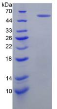 Recombinant Netrin 1 (Ntn1)