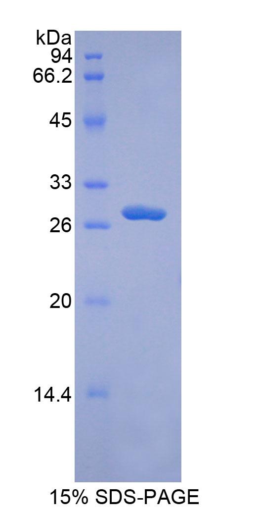 Recombinant A Disintegrin And Metalloprotease 9 (ADAM9)