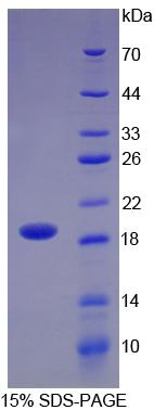 Recombinant Neuregulin 1 (NRG1)