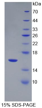 Recombinant Neuregulin 1 (NRG1)