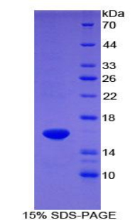 Recombinant Coagulation Factor VII (F7)