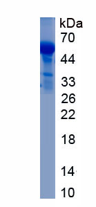 Recombinant Forkhead Box P3 (FOXP3)