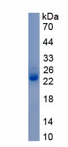 Recombinant Apolipoprotein F (APOF)