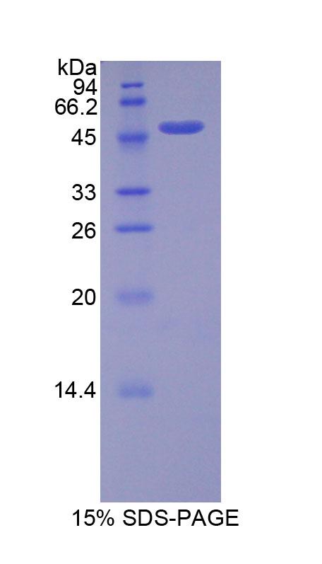 Recombinant Fibroblast Growth Factor 10 (FGF10)