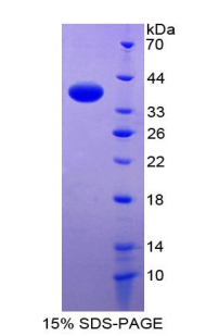 Recombinant Phospholamban (PLN)