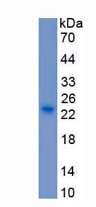 Recombinant Apolipoprotein C3 (APOC3)