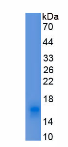 Recombinant Apolipoprotein C3 (APOC3)