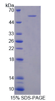 Recombinant Metabotropic Glutamate Receptor 3 (GRM3)