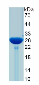 Recombinant Matrix Metalloproteinase 24 (MMP24)