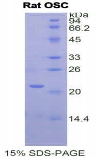 Recombinant Oxidosqualene Cyclase (OSC)