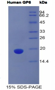 Recombinant Glycoprotein VI (GP6)