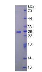 Recombinant Cholinergic Receptor, Nicotinic, Alpha 4 (CHRNa4)