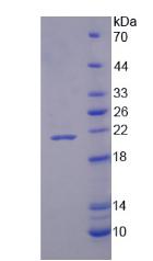 Recombinant NADPH Oxidase 4 (NOX4)