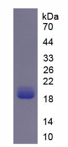 Recombinant NADPH Oxidase 4 (NOX4)