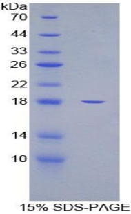 Recombinant Glyceraldehyde-3-Phosphate Dehydrogenase (GAPDH)