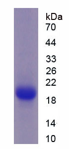 Recombinant Glyceraldehyde-3-Phosphate Dehydrogenase (GAPDH)