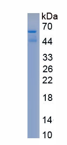 Recombinant Leucine Rich Alpha-2-Glycoprotein 1 (LRG1)