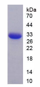 Recombinant Immunoglobulin D (IgD)