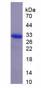 Recombinant Acrosin (ACR)