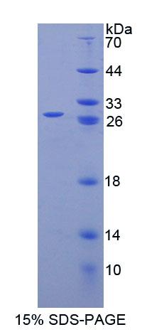 Recombinant Sperm Protein 17 (Sp17)