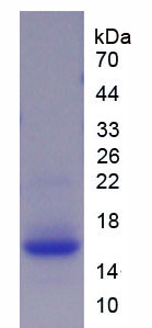 Recombinant Transforming Growth Factor Beta 3 (TGFb3)