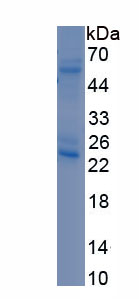 Recombinant Toll Like Receptor 7 (TLR7)