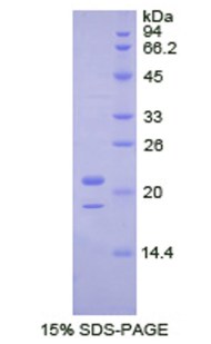 Recombinant Tar DNA Binding Protein 43kDa (TDP43)