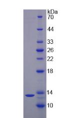 Recombinant Interleukin 17F (IL17F)