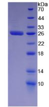 Recombinant Glutathione S Transferase Alpha 2 (GSTa2)