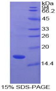 Recombinant Superoxide Dismutase 1 (SOD1)