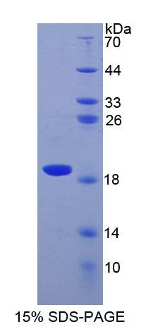 Recombinant Superoxide Dismutase 1 (SOD1)