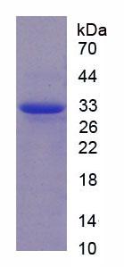 Recombinant Calpain 1 (CAPN1)