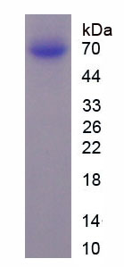 Recombinant Syndecan 1 (SDC1)