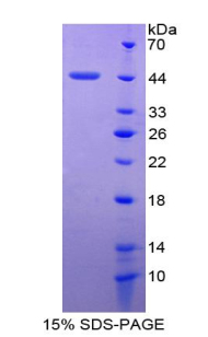 Recombinant Apolipoprotein A4 (APOA4)