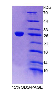 Recombinant Apolipoprotein A4 (APOA4)