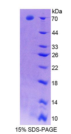 Recombinant Apolipoprotein A4 (APOA4)