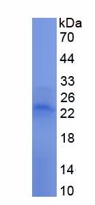 Recombinant Apolipoprotein D (APOD)