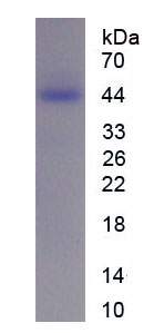 Recombinant Pigment Epithelium Derived Factor (PEDF)