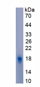 Recombinant A Disintegrin And Metalloproteinase With Thrombospondin 1 (ADAMTS1)