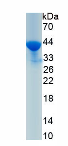 Recombinant A Disintegrin And Metalloproteinase With Thrombospondin 7 (ADAMTS7)