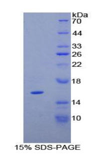 Recombinant Tenascin C (TNC)