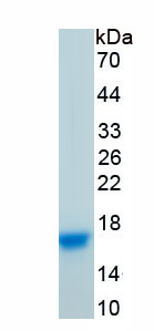 Recombinant Hepcidin (Hepc)