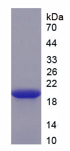 Recombinant Interleukin 33 (IL33)