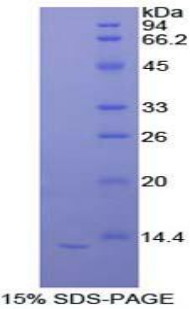 Recombinant Interleukin 33 (IL33)