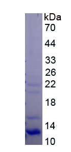 Recombinant Endothelin Receptor A (ETRA)