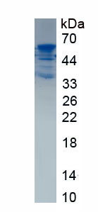 Recombinant Tau-Protein Kinase 1 (tPK1)