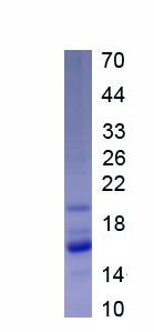 Recombinant Hemopexin (HPX)