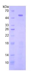 Recombinant Toll Like Receptor 3 (TLR3)